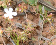 Drosera scorpioides