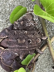 Coenobita brevimanus