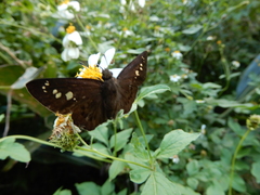 Seseria formosana