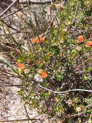 Melaleuca asterocarpa