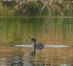 Poliocephalus poliocephalus