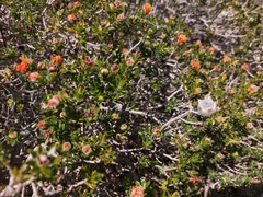 Melaleuca asterocarpa