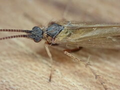 Limnephilus auricula