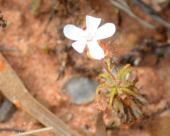 Drosera scorpioides