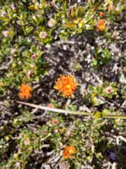 Melaleuca asterocarpa