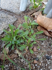 Capsella bursa-pastoris