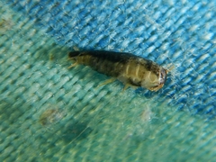 Lepisma