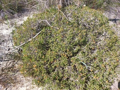 Melaleuca asterocarpa
