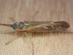 Limnephilus auricula