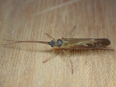 Limnephilus auricula