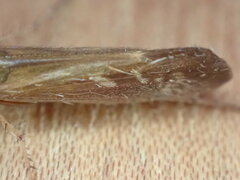 Limnephilus auricula