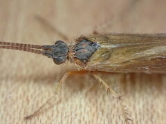 Limnephilus auricula