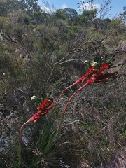 Anigozanthos manglesii