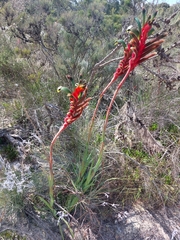 Anigozanthos manglesii