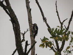 Dendrocopos syriacus