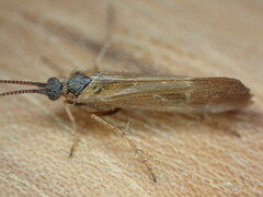 Limnephilus auricula