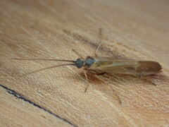 Limnephilus auricula