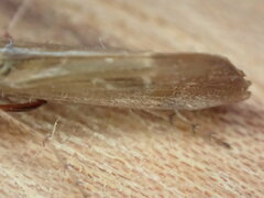 Limnephilus auricula