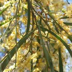 Acacia mucronata