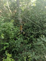 Trichonephila clavipes image