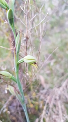 Calochilus campestris