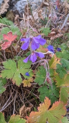Geranium sylvaticum
