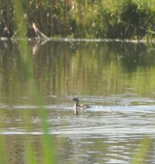 Poliocephalus poliocephalus
