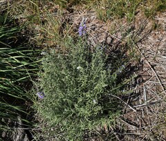 Veronica pinnata