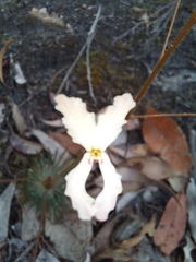Stylidium spinulosum