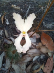Stylidium spinulosum