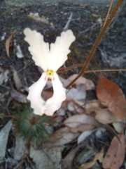 Stylidium spinulosum