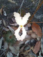 Stylidium spinulosum