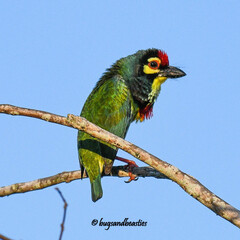 Psilopogon haemacephalus