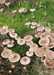 Macrolepiota procera