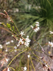 Lysinema pentapetalum