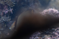 Chaetodon vagabundus