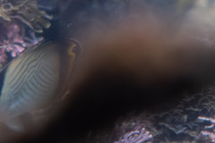 Chaetodon vagabundus