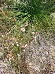 Lysinema pentapetalum