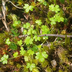Hydrocotyle foveolata