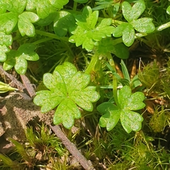 Hydrocotyle foveolata