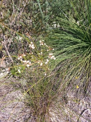 Lysinema pentapetalum
