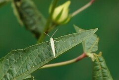 Atractomorpha sinensis