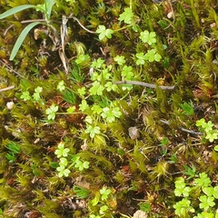 Hydrocotyle foveolata