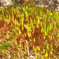 Ptychostomum capillare