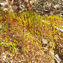 Ptychostomum capillare