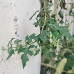 Senecio scandens