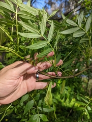 Fraxinus angustifolia