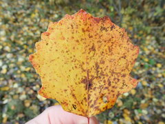 Populus tremula