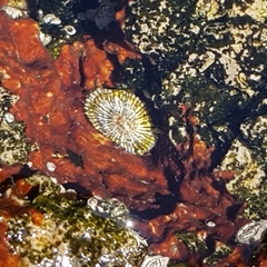 Siphonaria pectinata