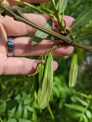 Fraxinus angustifolia